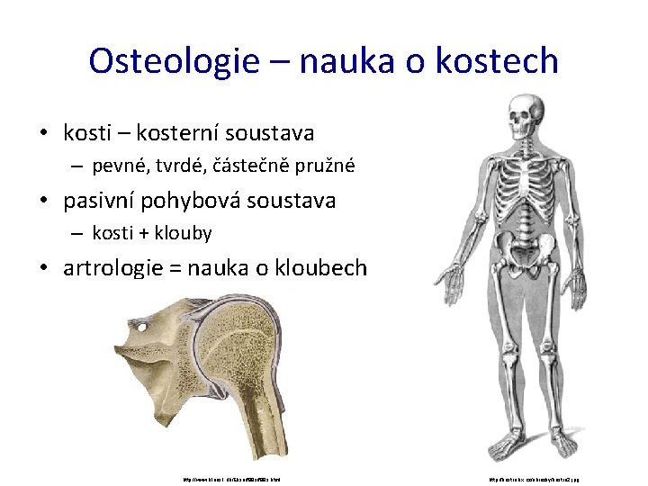 Osteologie – nauka o kostech • kosti – kosterní soustava – pevné, tvrdé, částečně