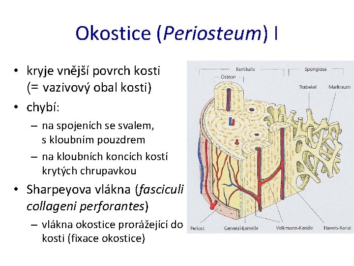 Okostice (Periosteum) I • kryje vnější povrch kosti (= vazivový obal kosti) • chybí: