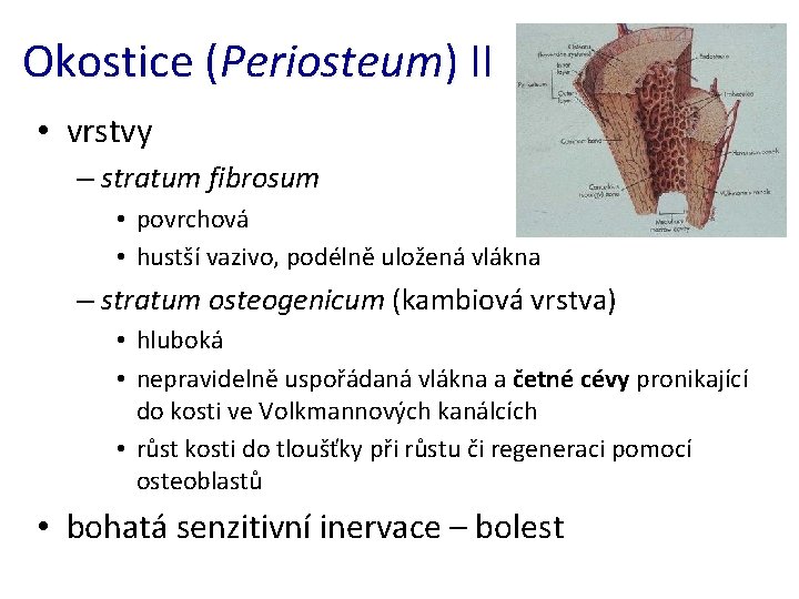 Okostice (Periosteum) II • vrstvy – stratum fibrosum • povrchová • hustší vazivo, podélně