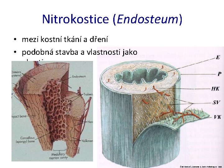 Nitrokostice (Endosteum) • mezi kostní tkání a dření • podobná stavba a vlastnosti jako