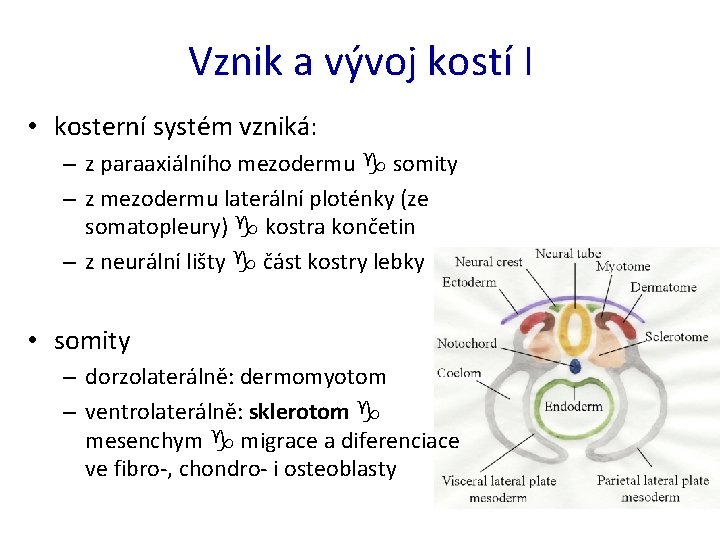 Vznik a vývoj kostí I • kosterní systém vzniká: – z paraaxiálního mezodermu somity