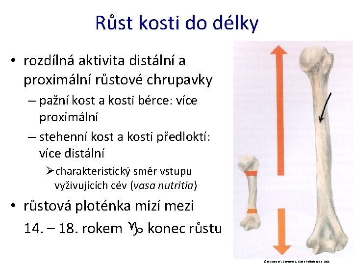 Růst kosti do délky • rozdílná aktivita distální a proximální růstové chrupavky – pažní