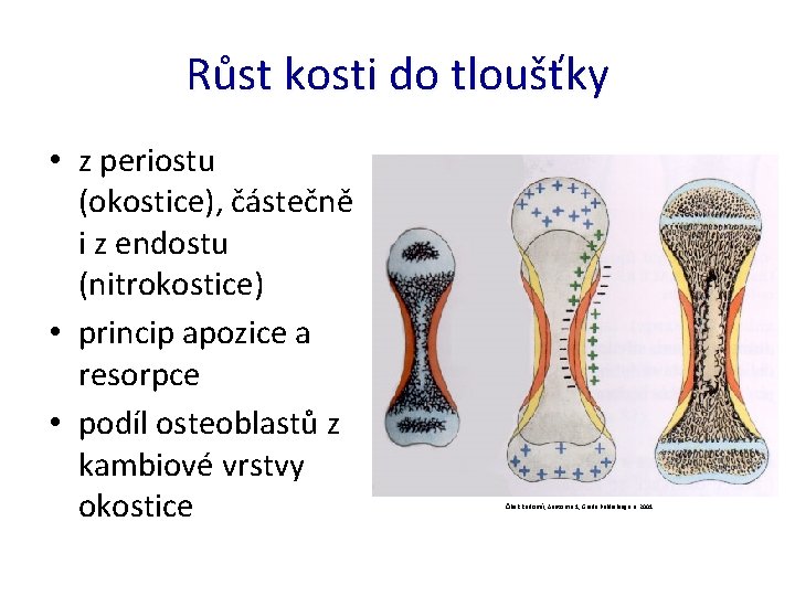 Růst kosti do tloušťky • z periostu (okostice), částečně i z endostu (nitrokostice) •