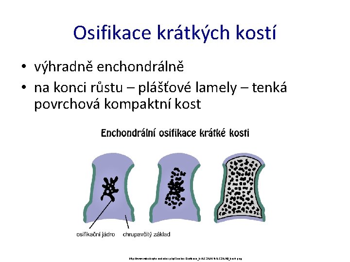 Osifikace krátkých kostí • výhradně enchondrálně • na konci růstu – plášťové lamely –