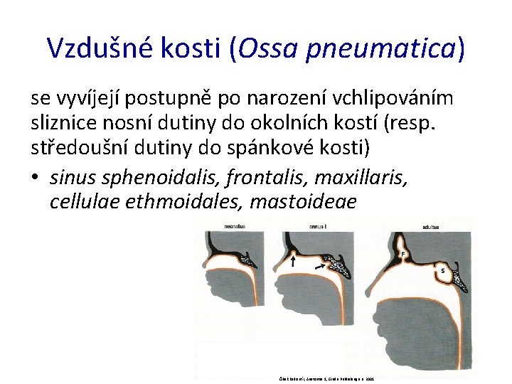 Vzdušné kosti (Ossa pneumatica) se vyvíjejí postupně po narození vchlipováním sliznice nosní dutiny do