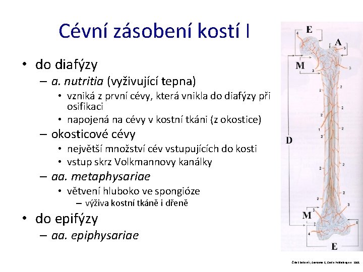 Cévní zásobení kostí I • do diafýzy – a. nutritia (vyživující tepna) • vzniká