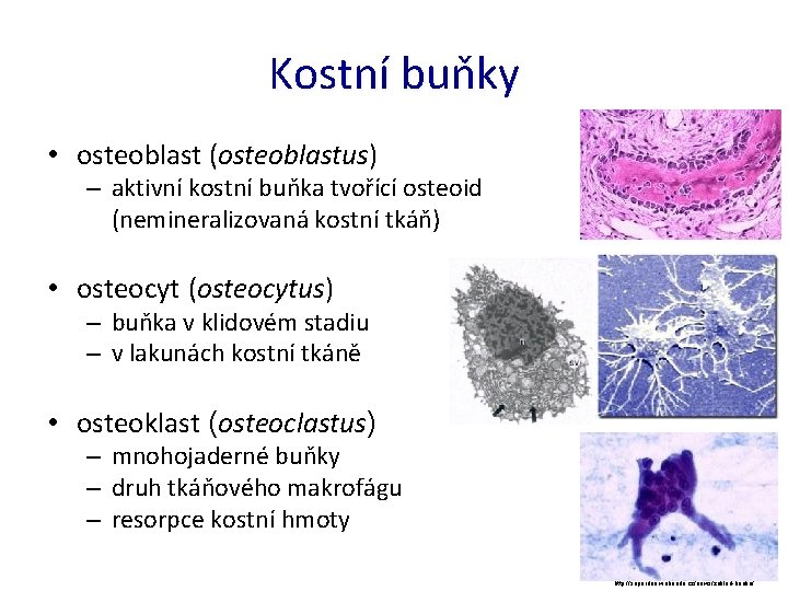 Kostní buňky • osteoblast (osteoblastus) – aktivní kostní buňka tvořící osteoid (nemineralizovaná kostní tkáň)