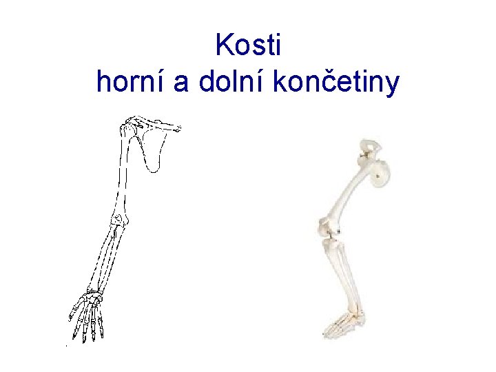 Kosti horní a dolní končetiny 