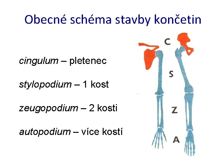 Obecné schéma stavby končetin cingulum – pletenec stylopodium – 1 kost zeugopodium – 2