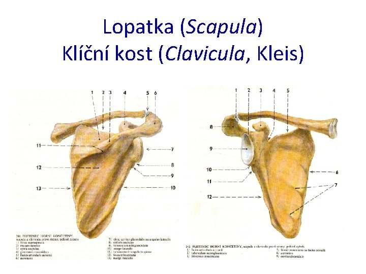 Lopatka (Scapula) Klíční kost (Clavicula, Kleis) 