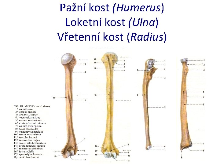 Pažní kost (Humerus) Loketní kost (Ulna) Vřetenní kost (Radius) 