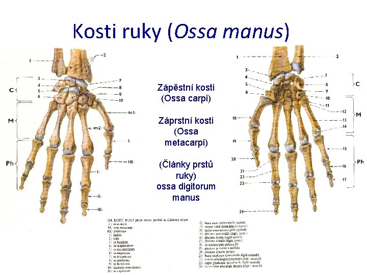 Kosti ruky (Ossa manus) Zápěstní kosti (Ossa carpi) Záprstní kosti (Ossa metacarpi) (Články prstů
