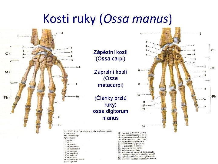Kosti ruky (Ossa manus) Zápěstní kosti (Ossa carpi) Záprstní kosti (Ossa metacarpi) (Články prstů
