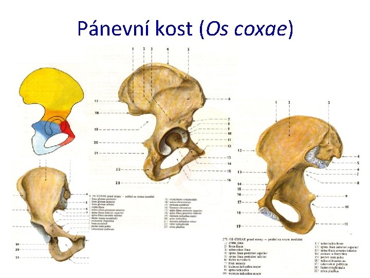Pánevní kost (Os coxae) 