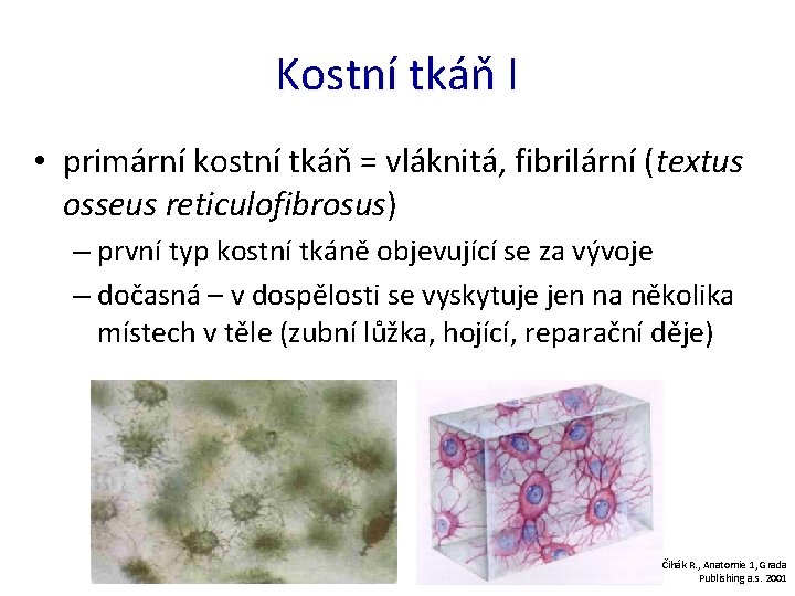Kostní tkáň I • primární kostní tkáň = vláknitá, fibrilární (textus osseus reticulofibrosus) –