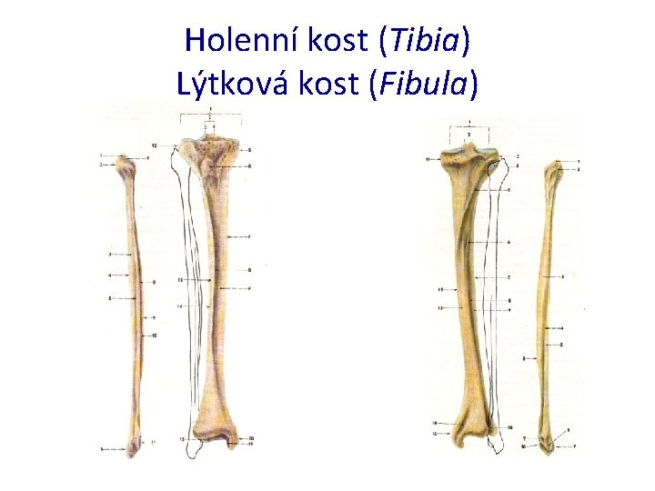 Holenní kost (Tibia) Lýtková kost (Fibula) 