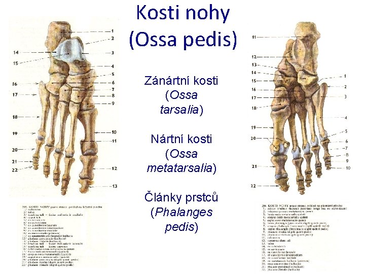 Kosti nohy (Ossa pedis) Zánártní kosti (Ossa tarsalia) Nártní kosti (Ossa metatarsalia) Články prstců