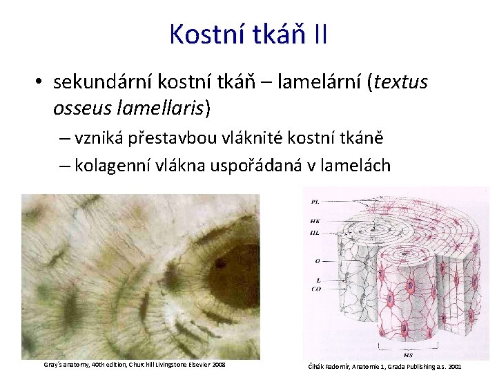 Kostní tkáň II • sekundární kostní tkáň – lamelární (textus osseus lamellaris) – vzniká