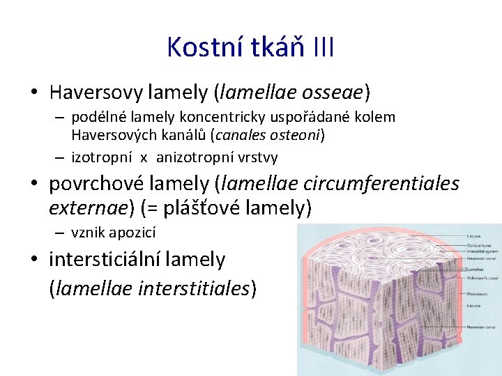 Kostní tkáň III • Haversovy lamely (lamellae osseae) – podélné lamely koncentricky uspořádané kolem