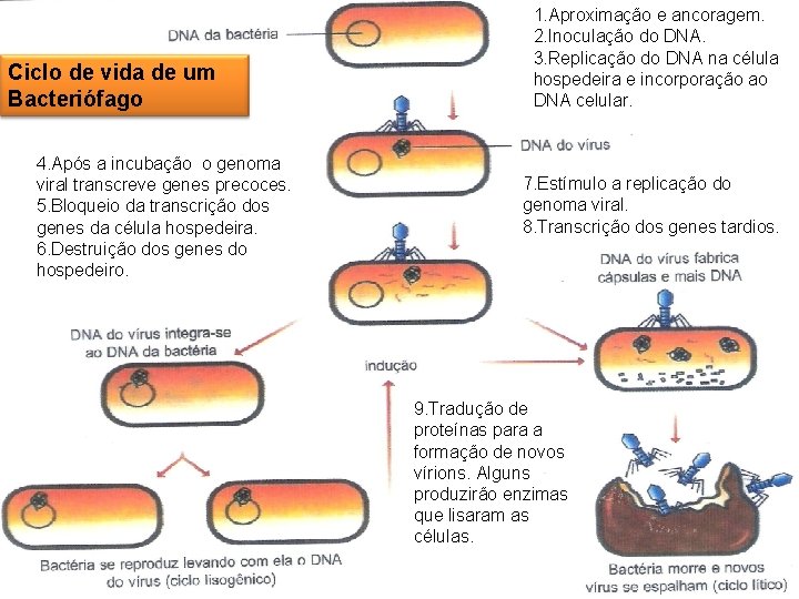 Ciclo de vida de um Bacteriófago 4. Após a incubação o genoma viral transcreve