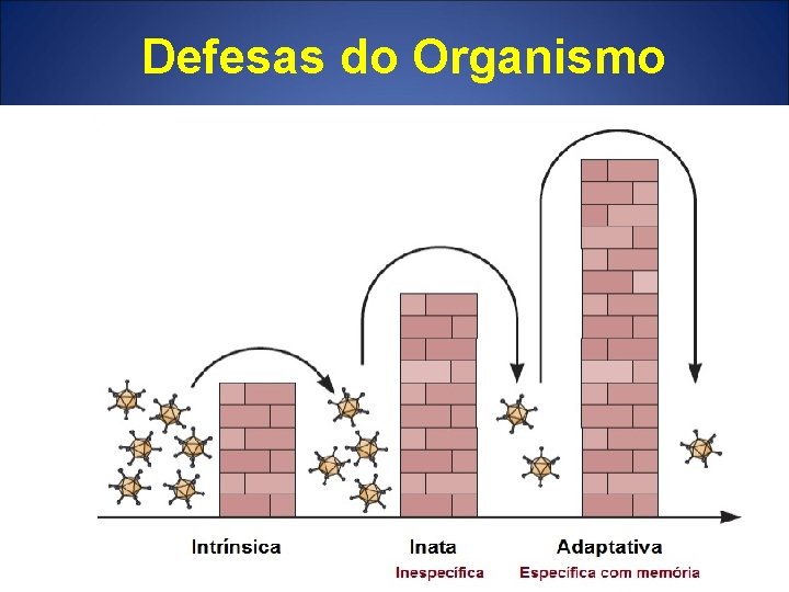 Defesas do Organismo 