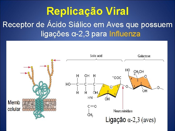 Replicação Viral Receptor de Ácido Siálico em Aves que possuem ligações α-2, 3 para