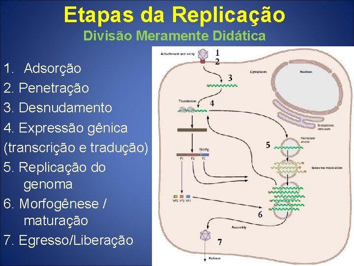 Etapas da Replicação Divisão Meramente Didática 1. Adsorção 2. Penetração 3. Desnudamento 4. Expressão