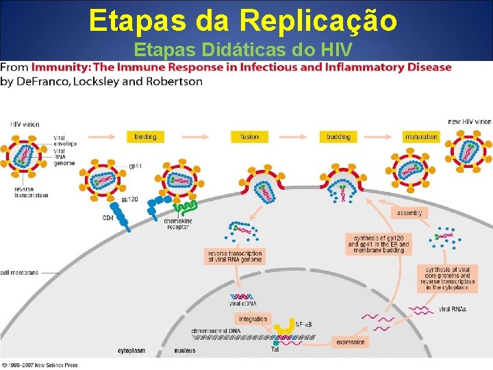 Etapas da Replicação Etapas Didáticas do HIV 