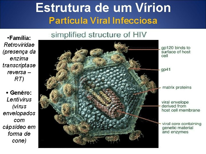 Estrutura de um Vírion Partícula Viral Infecciosa • Família: Retroviridae (presença da enzima transcriptase