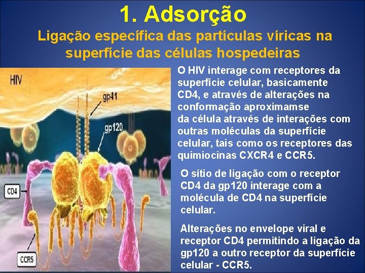 1. Adsorção Ligação específica das partículas víricas na superfície das células hospedeiras O HIV