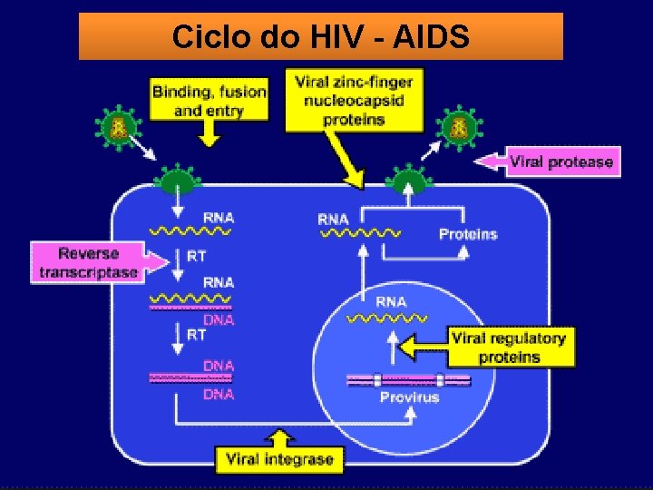 Ciclo do HIV - AIDS 