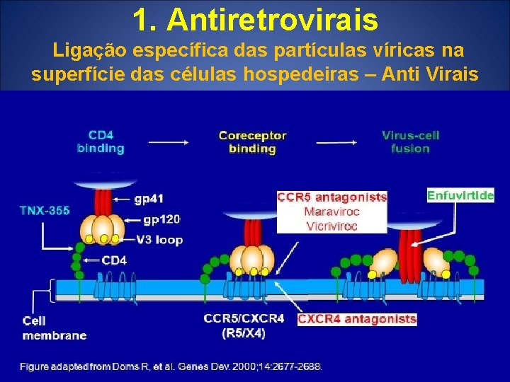 1. Antiretrovirais Ligação específica das partículas víricas na superfície das células hospedeiras – Anti