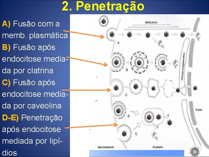 2. Penetração A) Fusão com a memb. plasmática B) Fusão após endocitose mediada por