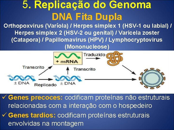 5. Replicação do Genoma DNA Fita Dupla Orthopoxvirus (Varíola) / Herpes simplex 1 (HSV-1