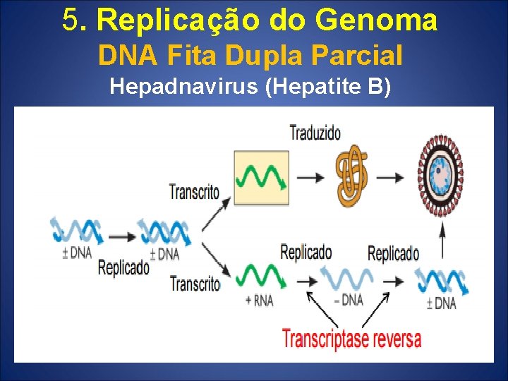 5. Replicação do Genoma DNA Fita Dupla Parcial Hepadnavirus (Hepatite B) 