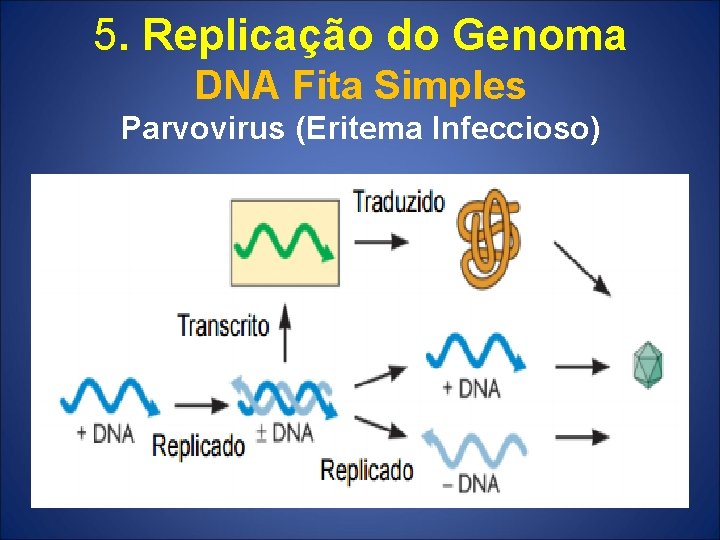 5. Replicação do Genoma DNA Fita Simples Parvovirus (Eritema Infeccioso) 