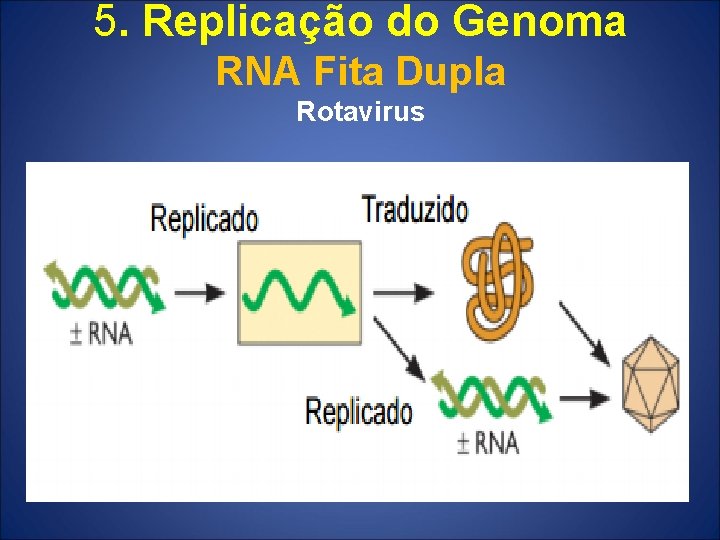 5. Replicação do Genoma RNA Fita Dupla Rotavirus 