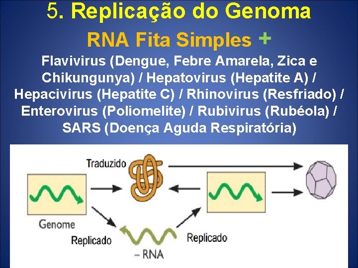 5. Replicação do Genoma RNA Fita Simples + Flavivirus (Dengue, Febre Amarela, Zica e