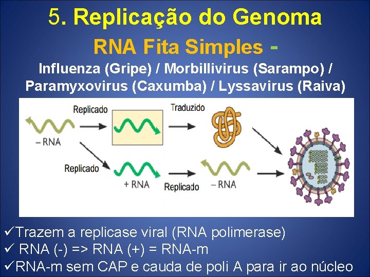 5. Replicação do Genoma RNA Fita Simples Influenza (Gripe) / Morbillivirus (Sarampo) / Paramyxovirus