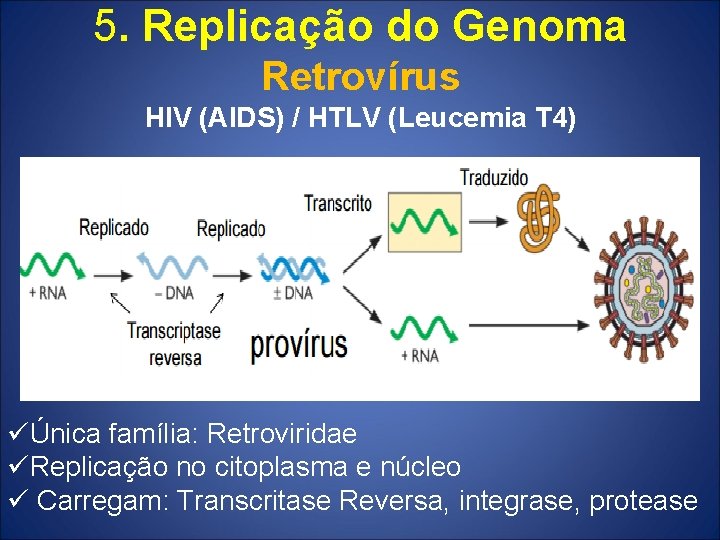 5. Replicação do Genoma Retrovírus HIV (AIDS) / HTLV (Leucemia T 4) üÚnica família: