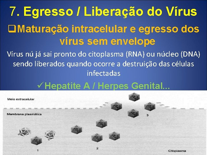 7. Egresso / Liberação do Vírus q. Maturação intracelular e egresso dos vírus sem