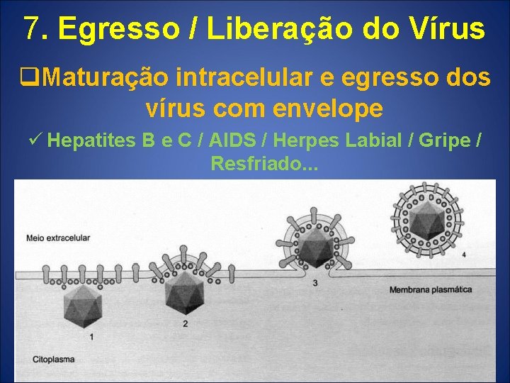 7. Egresso / Liberação do Vírus q. Maturação intracelular e egresso dos vírus com