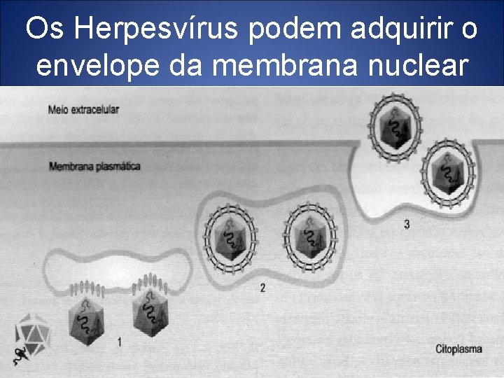 Os Herpesvírus podem adquirir o envelope da membrana nuclear 