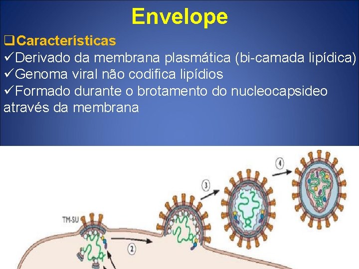 Envelope q. Características üDerivado da membrana plasmática (bi-camada lipídica) üGenoma viral não codifica lipídios