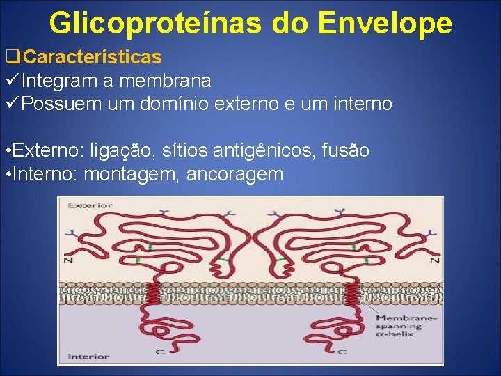 Glicoproteínas do Envelope q. Características üIntegram a membrana üPossuem um domínio externo e um