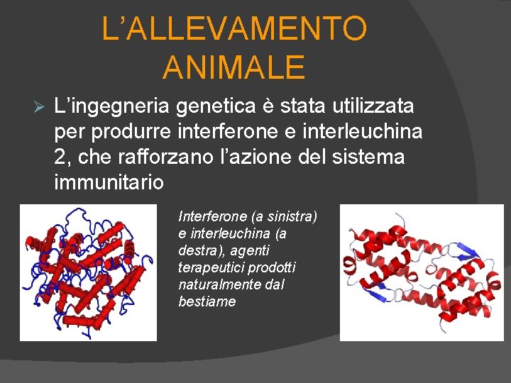 L’ALLEVAMENTO ANIMALE Ø L’ingegneria genetica è stata utilizzata per produrre interferone e interleuchina 2,