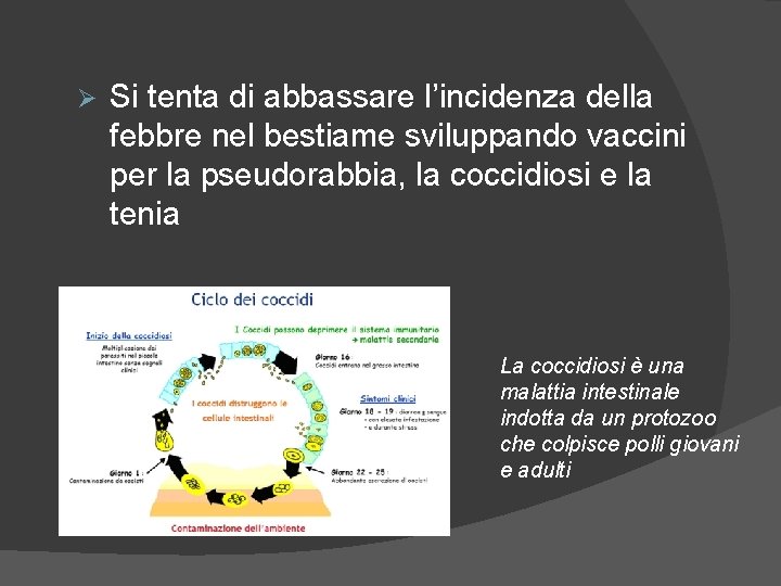 Ø Si tenta di abbassare l’incidenza della febbre nel bestiame sviluppando vaccini per la