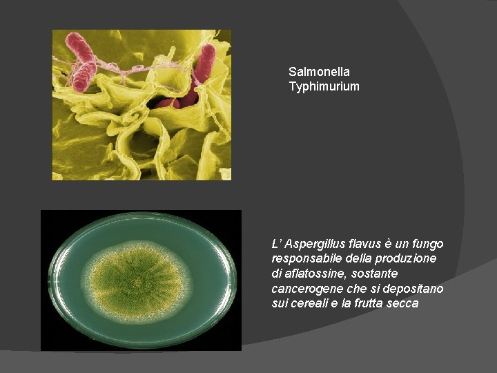 Salmonella Typhimurium L’ Aspergillus flavus è un fungo responsabile della produzione di aflatossine, sostante