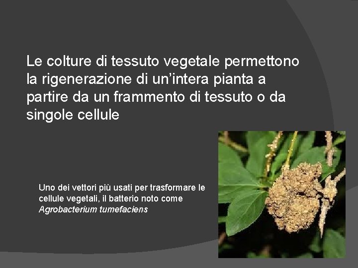 Le colture di tessuto vegetale permettono la rigenerazione di un’intera pianta a partire da