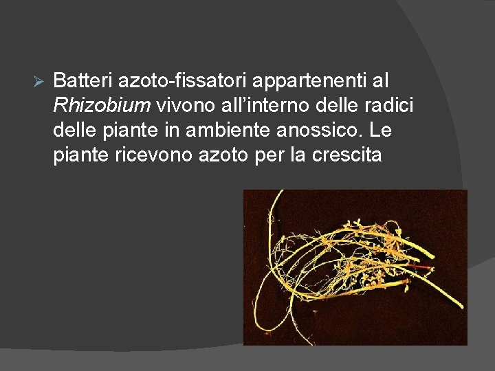 Ø Batteri azoto-fissatori appartenenti al Rhizobium vivono all’interno delle radici delle piante in ambiente